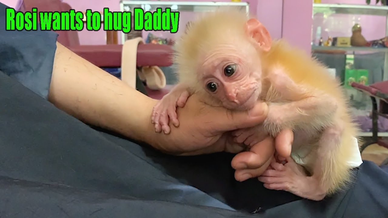 Princess Rosi was sad because couldn't hug daddy when she got a haircut with daddy - MONKEY ROSI