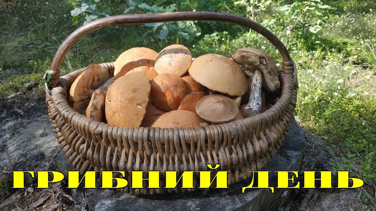 СУБОТНІЙ ПОХІД ДО ЛІСУ. 9.08.2025Р. КЛОНДАЙК ПІДОСИЧНИКІВ...