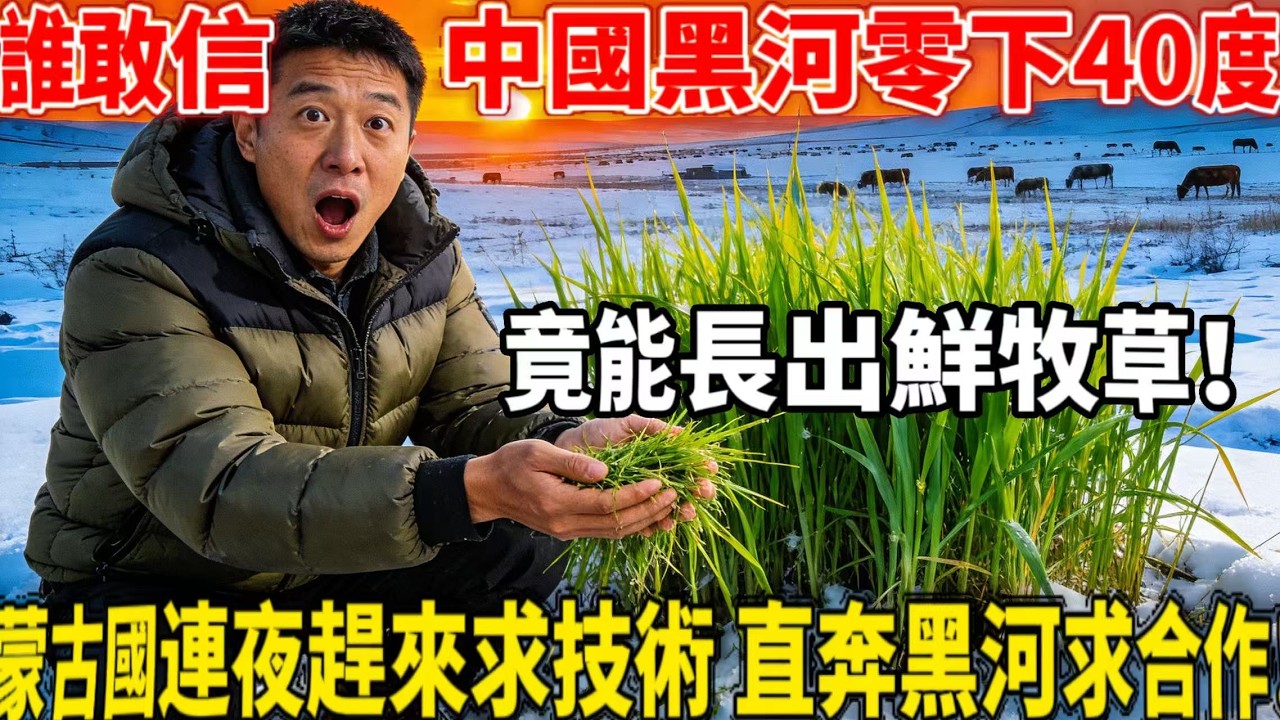 零下40度中國最北！冰封黑土長出鮮牧草，牛羊過冬再也不燒錢！飼料成本直接砍半！蒙古國直言這是救命技術！