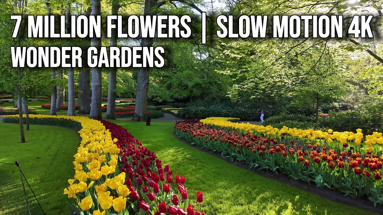 Keukenhof 2025 | 4K Tulip Walk