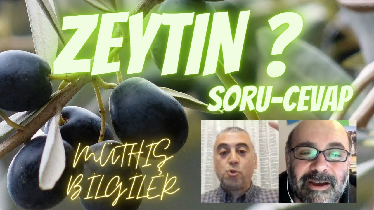 Zeytinyağı Hakkında Herşey | Soru Cevap