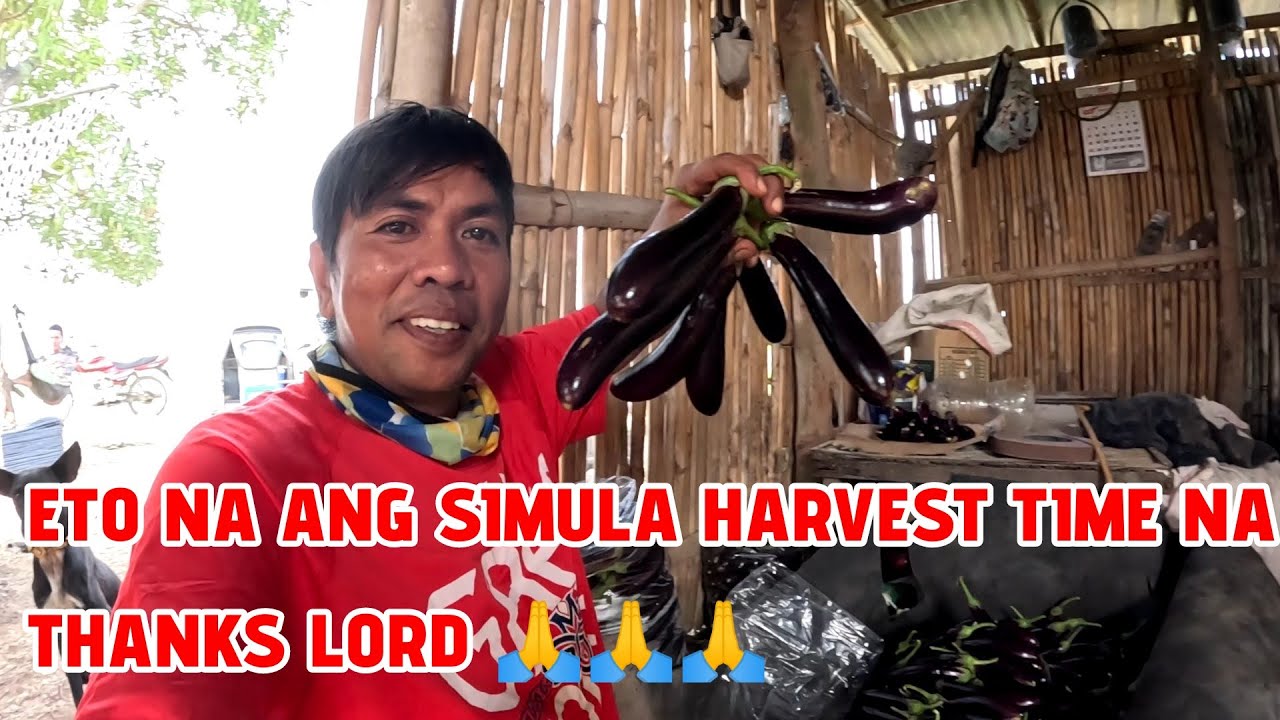 ETO NA ANG SIMULA HARVEST TIME NA THANKS LORD 🙏🙏🙏
