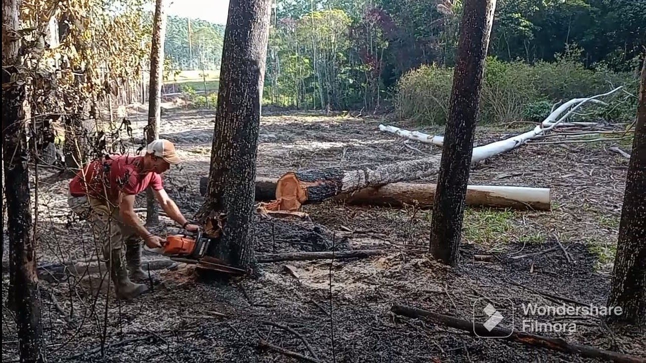 DERRUBANDO E CORTANDO MADEIRA DE EUCALIPTO COM 382 STIHL