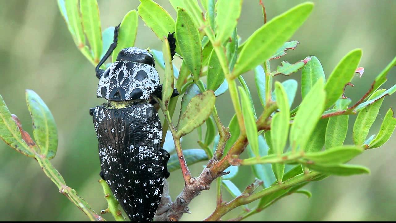 Jewel beetle (Capnodis cariosa) feeding on a Pistacia plant