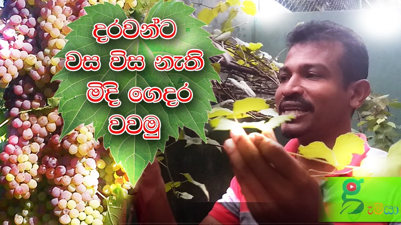 19  බල්බ් වගේ ගෙඩි වැක්කෙරෙන මිදි වැලක් වවමුද? how to plant grape vines / grapes pruning