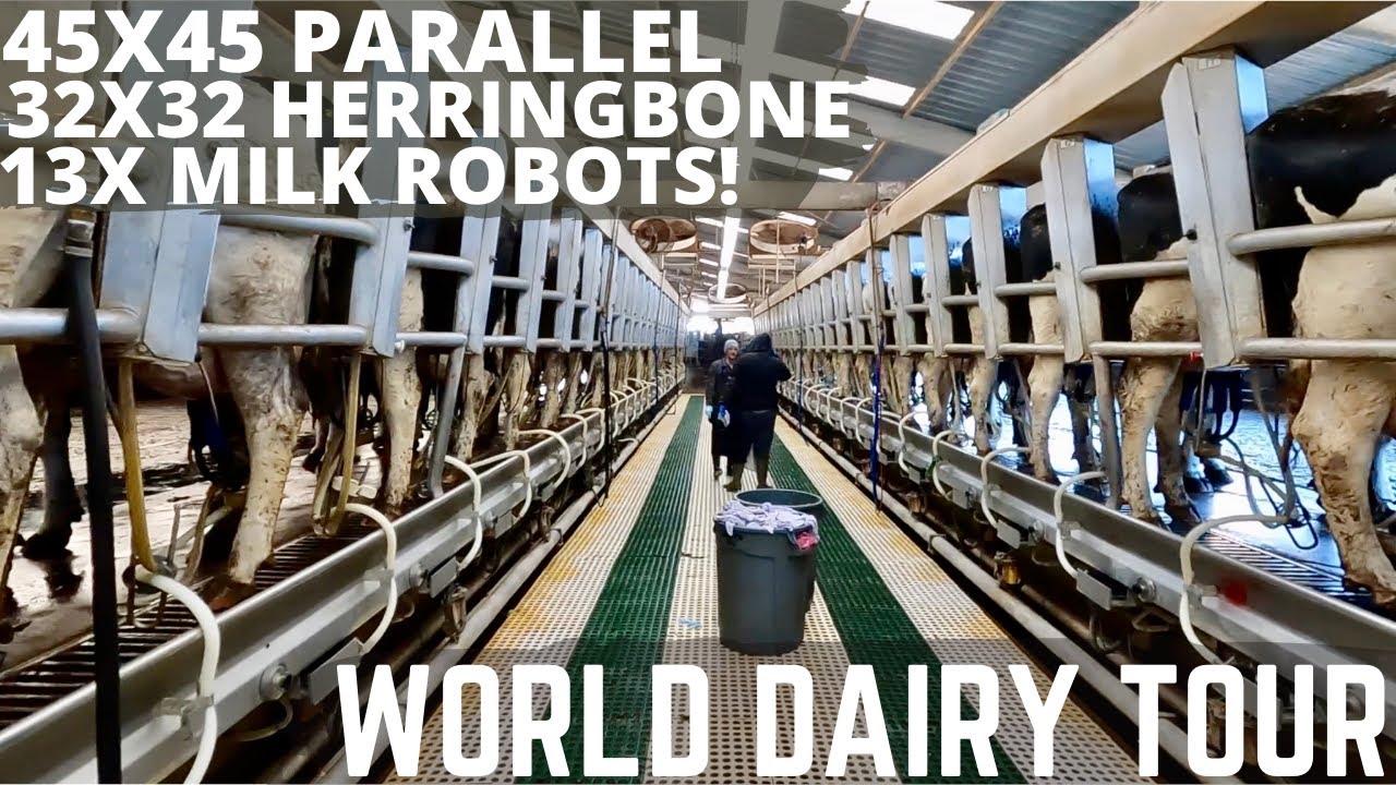 This Farm Has 3 Different Milking Setups!!