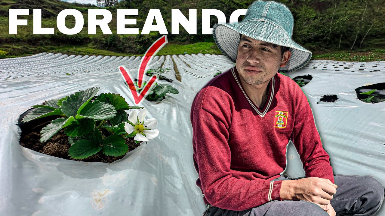 Asi vamos con el SEMBRADO  de fresa 🍓