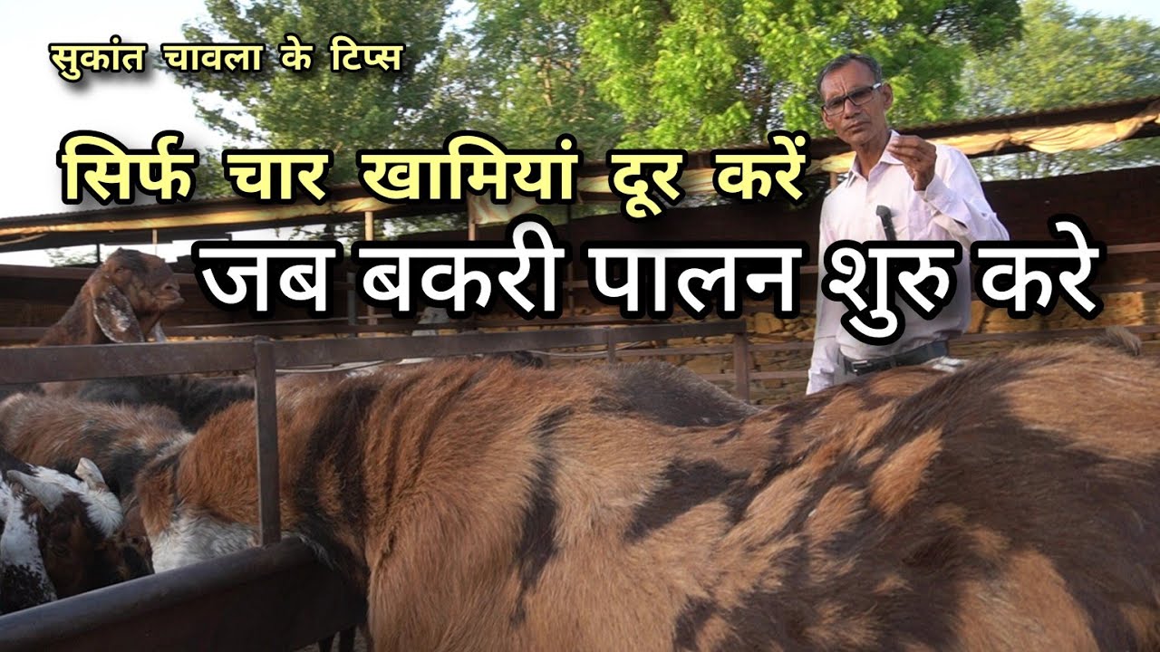 जब गोट फार्मिंग शुरू करें तो 4 खामियां दूर करें | sukant chawla ke goat farming tips | pkraj vlogs