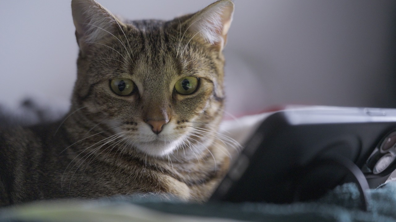 1 Year Old Tabby Chilling Watching the Phone | Sony A7V  | 4K 24