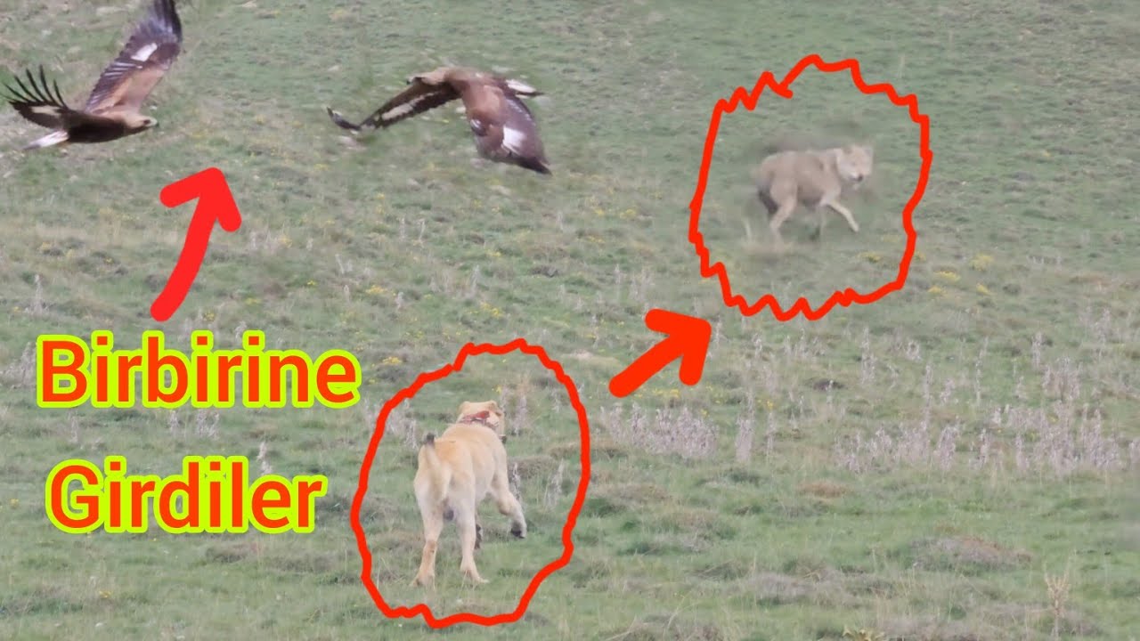 KURT SÜRÜYE SALDIRMAYA GELDİ ~KEŞ KURDUN OYUNUNU BOZDU ~KARTALLAR HAVADA ÇARPIŞTI~WOLF ATTACK