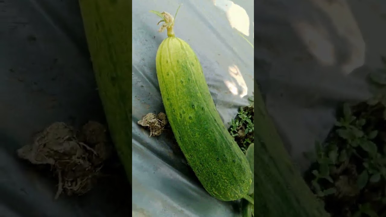 শসা গাছের বর্তমান অবস্থা 