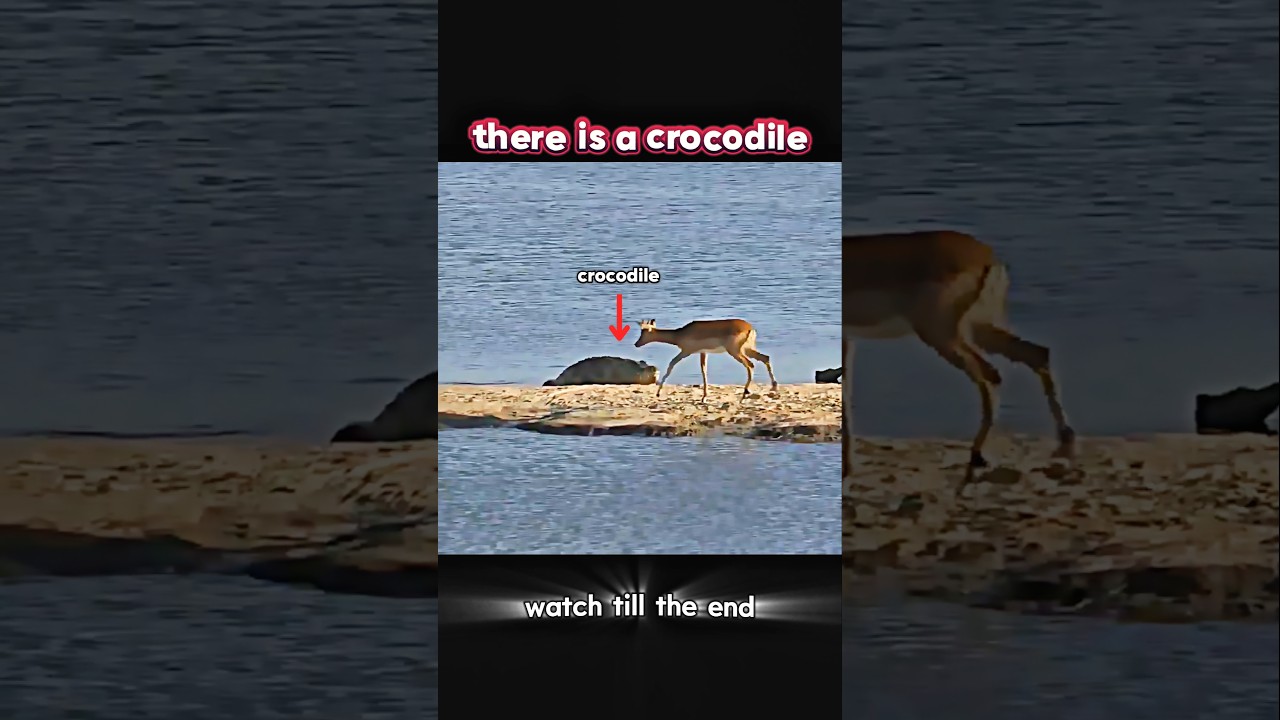 crocodile vs impala but #trending #wildlife #animals #crocodile #impala #hippo #shorts#youtubeshorts