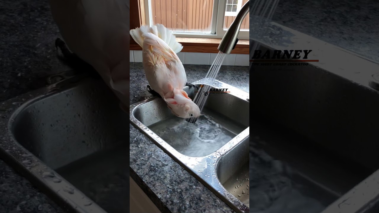 Barney takes a bath