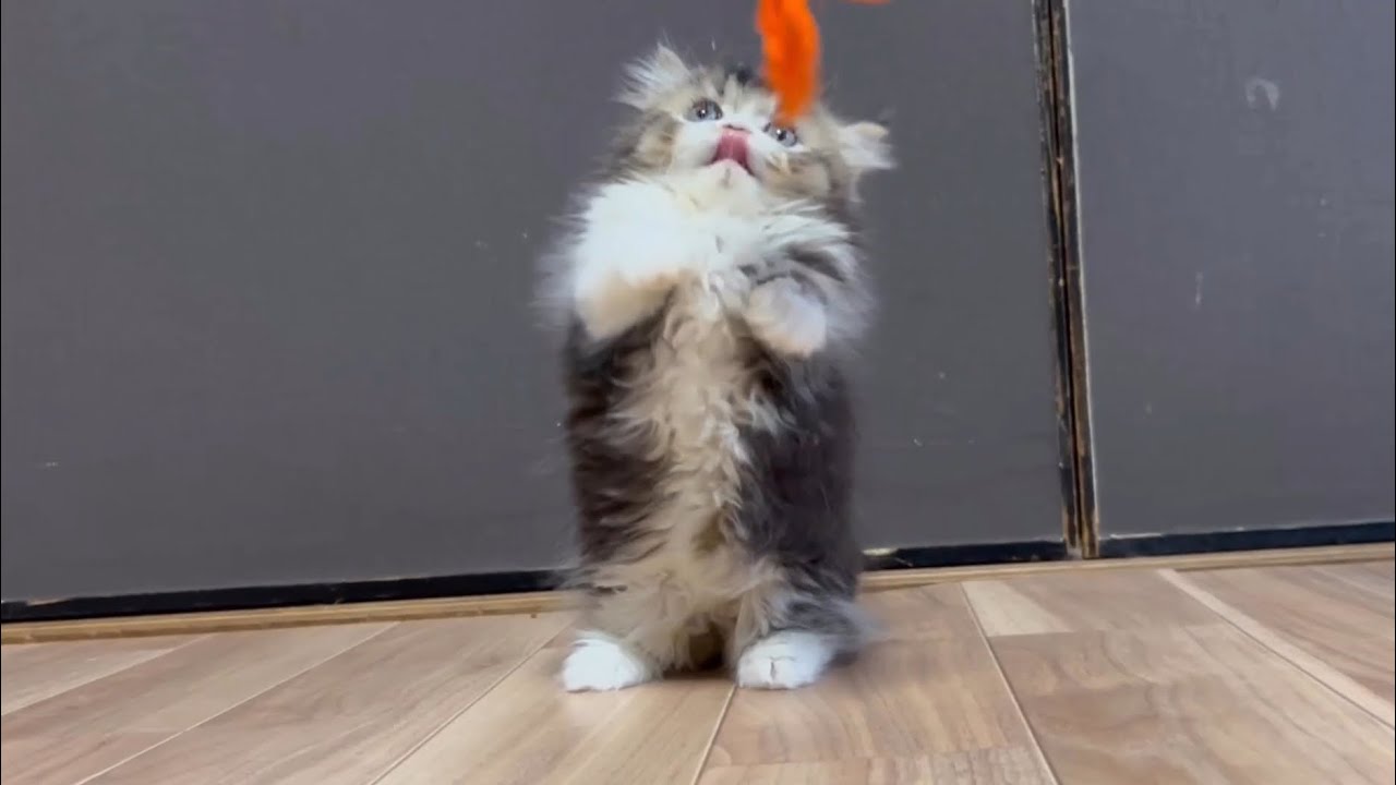 【ナンダコレ】初めて見るおもちゃと対面した子猫の反応が可愛すぎた