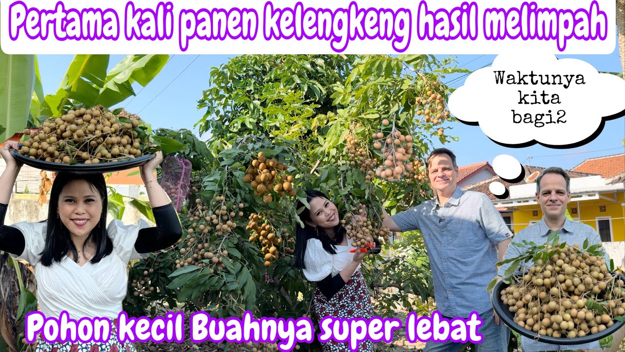 PERTAMA KALI PANEN KELENGKENG HASIL BANYAK || POHON KECIL HASIL MELIMPAH RUAH
