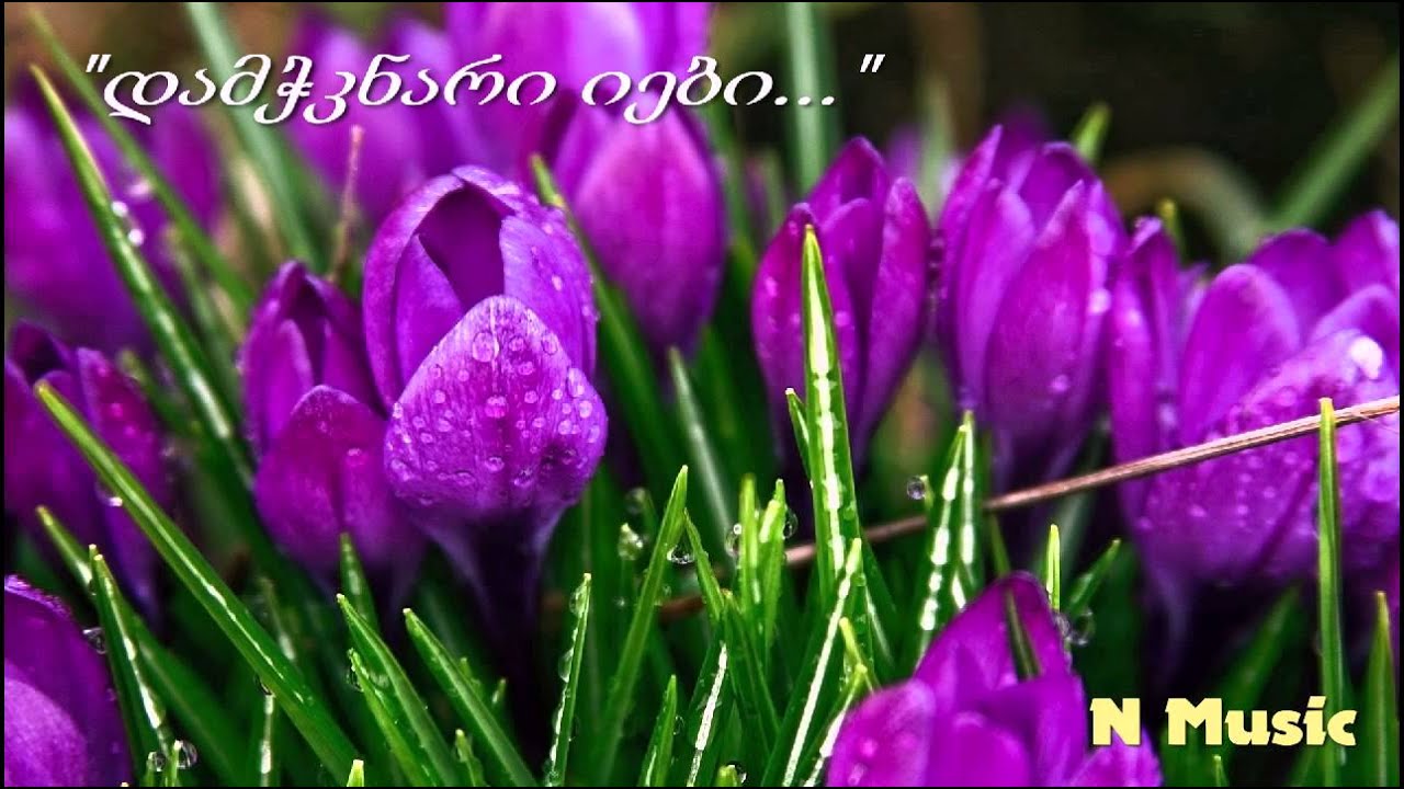 დამჭკნარი იები (საუკეთესო ვერსია) / Damchknari iebi (HD)
