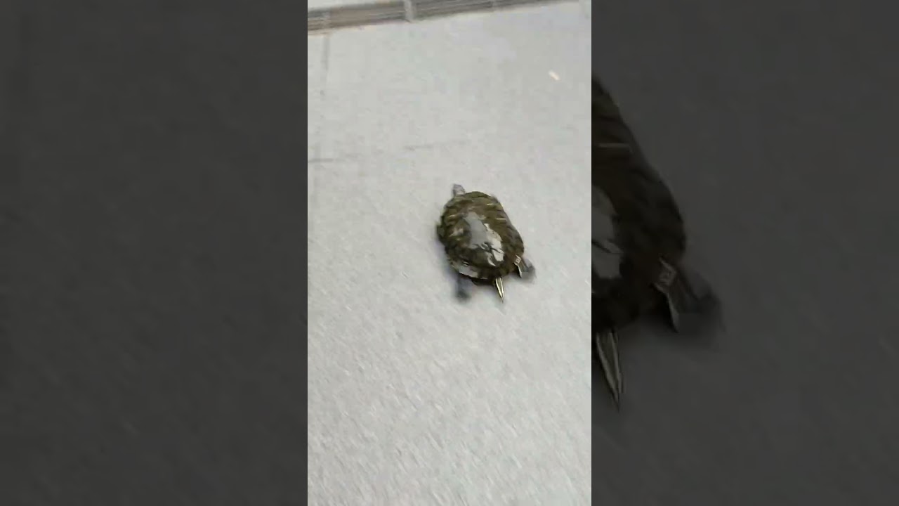 The world's fastest running turtle 😂😂       #shorts #turtle