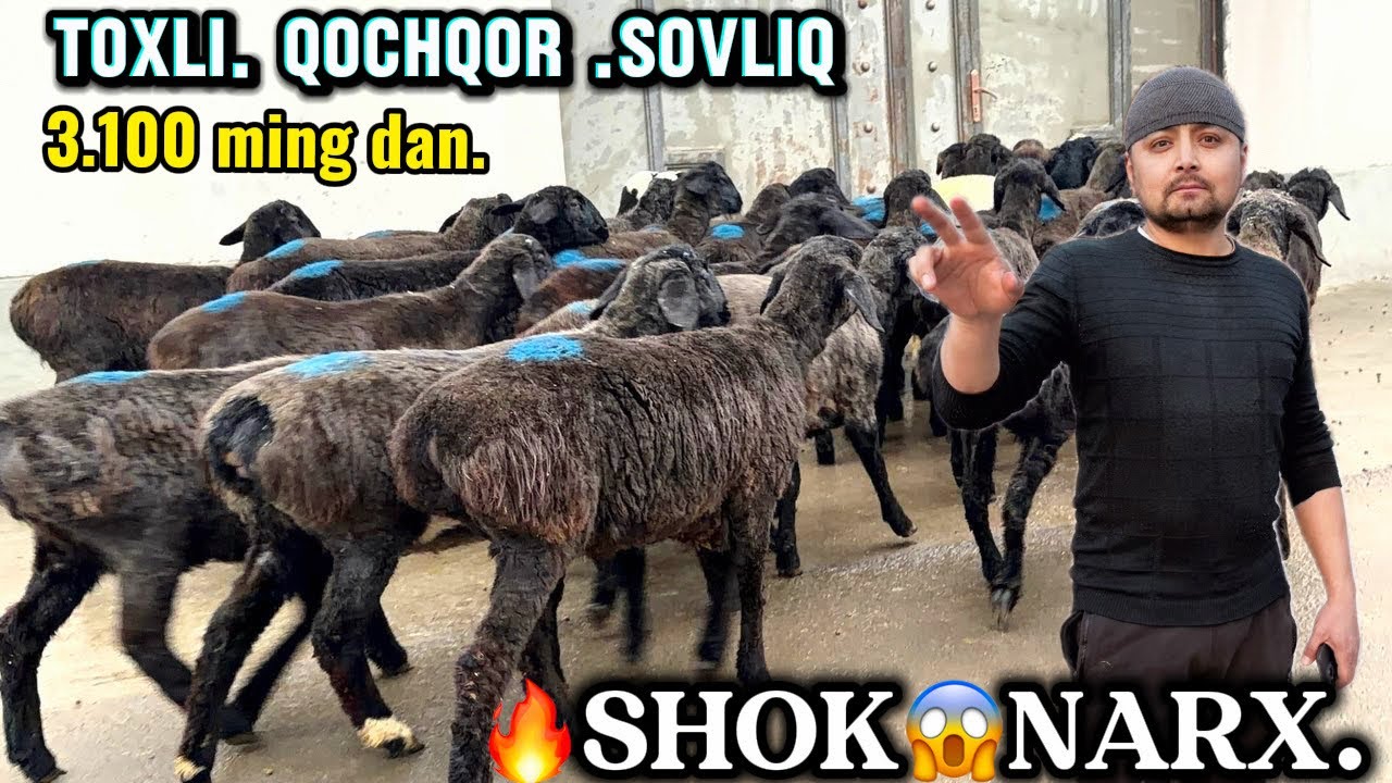 😱 3.100 ming. QOCHQOR SOVLIQ LAR  NARXLAR SINDDI BUGUN.