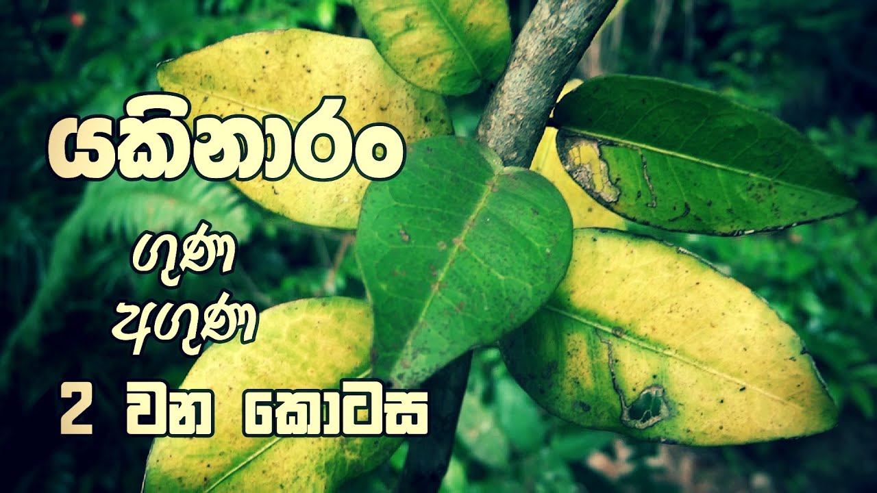 යකිනාරං - ගුණ අගුණ (2 වන කොටස)  යකිනාරං පැල කර ගැනීම , විශේෂිත ගුණ , යකිනාරං කැඳ සාදා ගැනීම.
