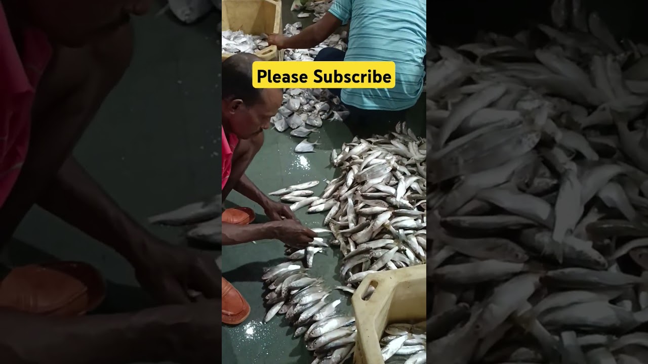 Cheapest Fish Market in the world #fishingtips #fishing