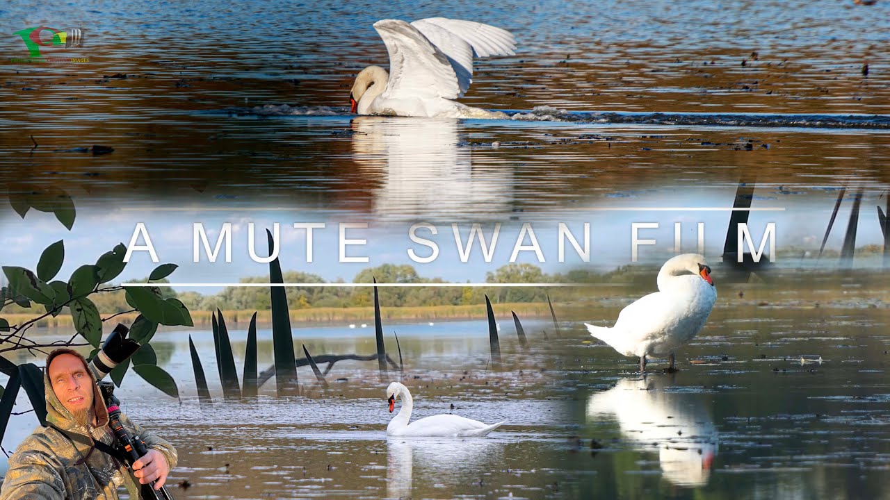 A Mute Swans Film #swans #wildlife #birds