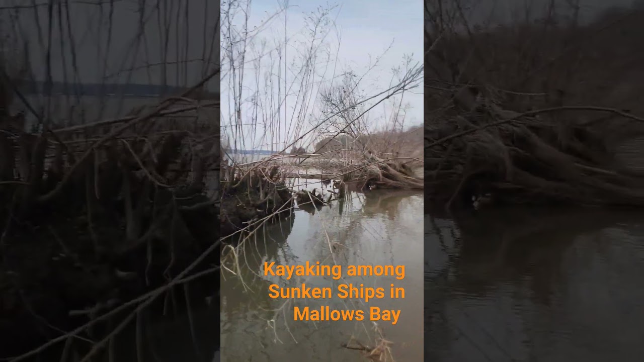 Mallows Bay Kayaking among the Sunken ships of the ghost fleet