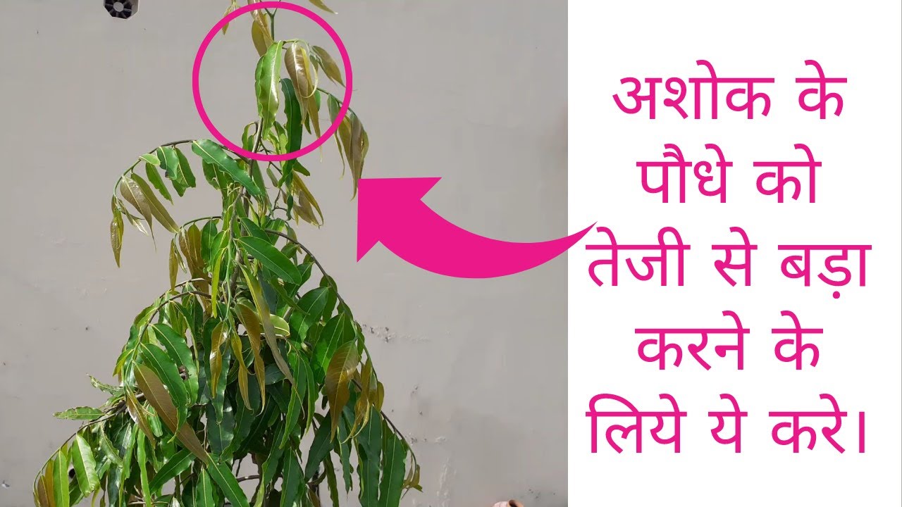 Ashoka tree will grow twice as fast if you take care of it this way. Polyalthia longifolia Plant ...