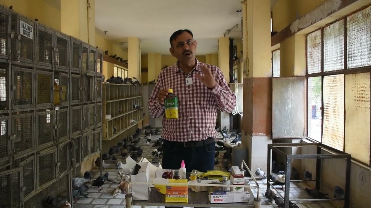 बारिश के मौसम में कबूतर - पक्षियों के लिए जरूरी दवाईया || ये दवाईया दे || Dr Nagender Yadav