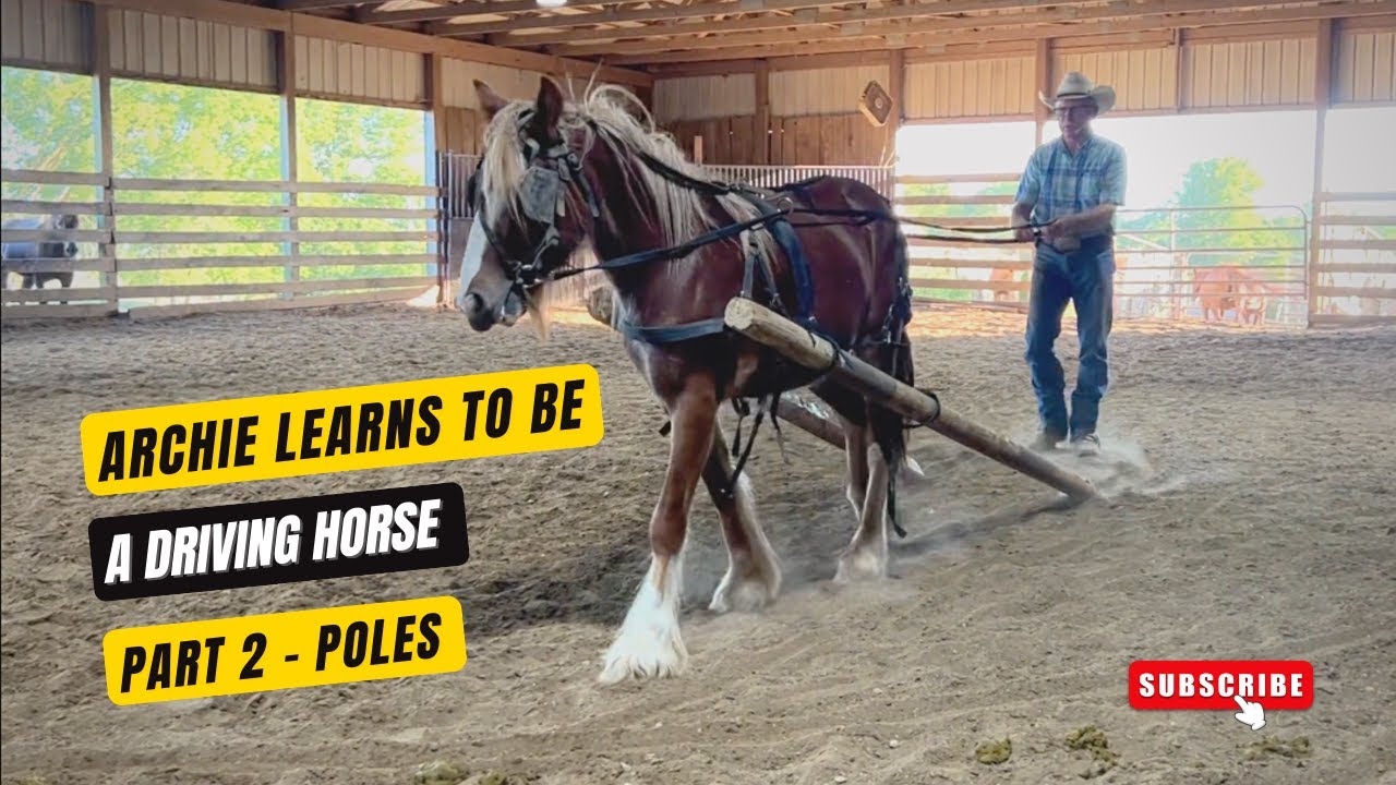 D/C  ARCHIE'S HARNESS & CART DRIVING TRAINING  Day 2  🐴 Learning With Poles