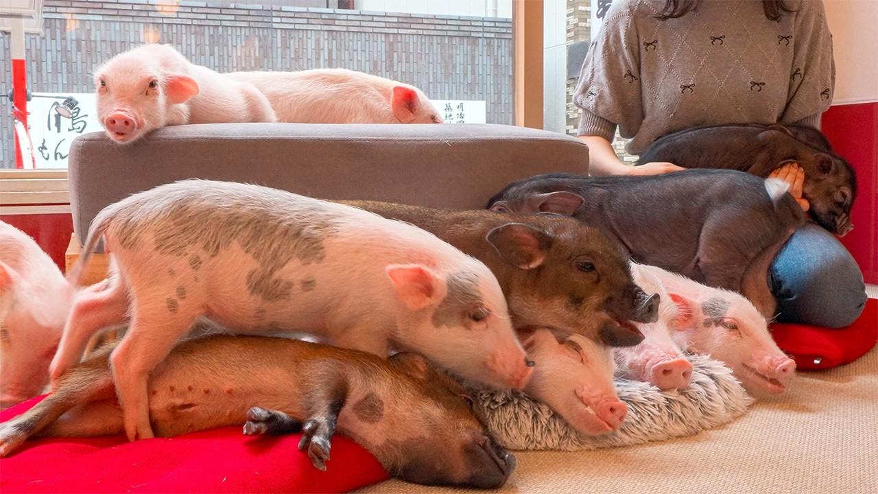 Внутри кафе Micro Pig в Токио, Япония | mipig cafe Asakusa