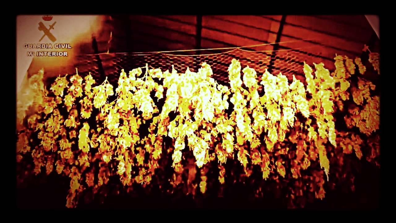Footage of Spanish police bust marijuana plantation
