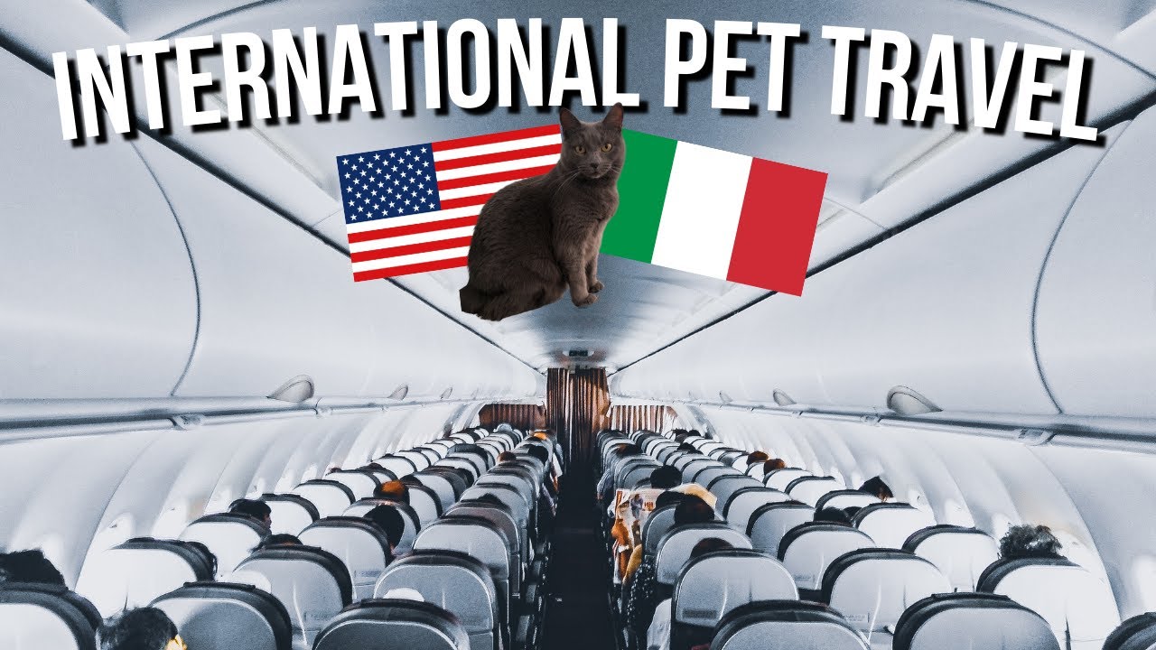 MOVING MY CAT FROM TEXAS TO ITALY! | INTERNATIONAL PET TRAVEL