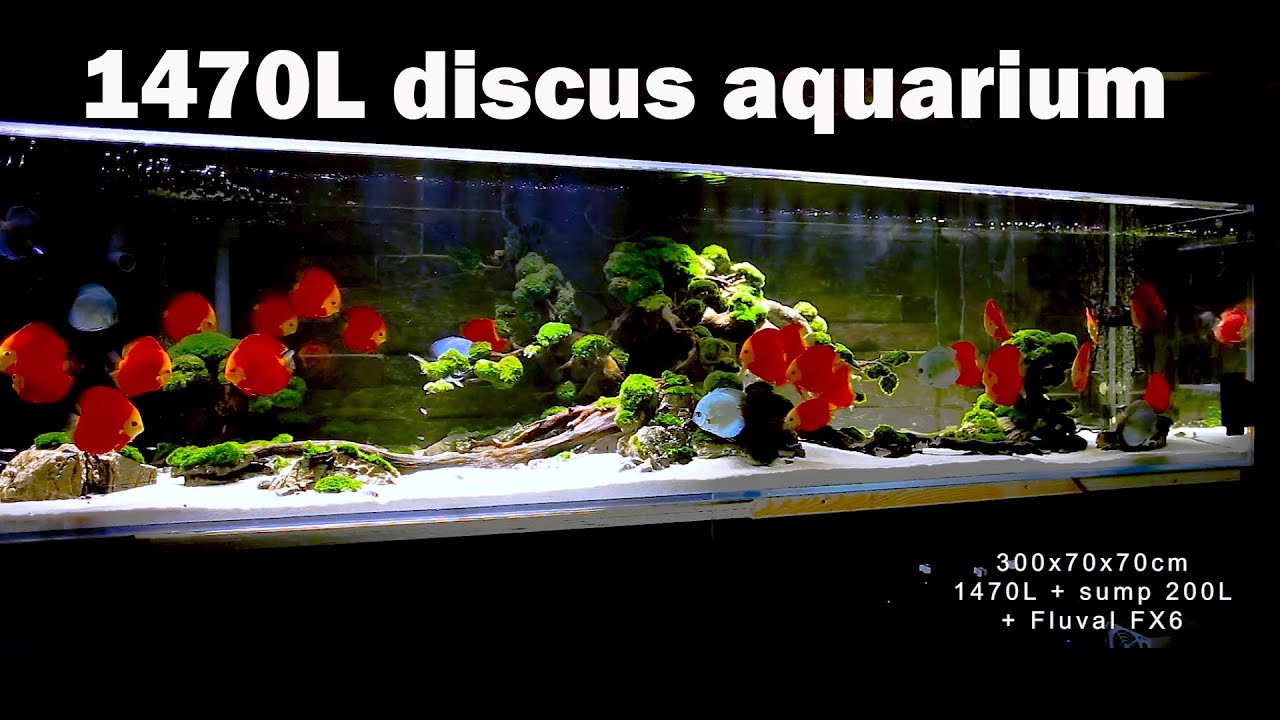 Akwarium z Dyskowcami 1470L. 300x70x70cm An aquarium with discus fish