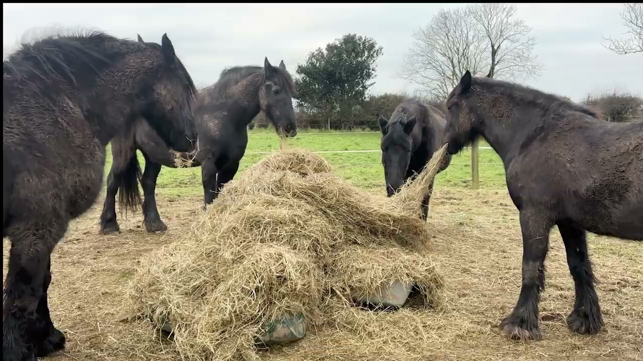 Friesian Friday  New Year’s Day Breakfast ASMR with Le Friesian 🖤 Calm Horse Sounds