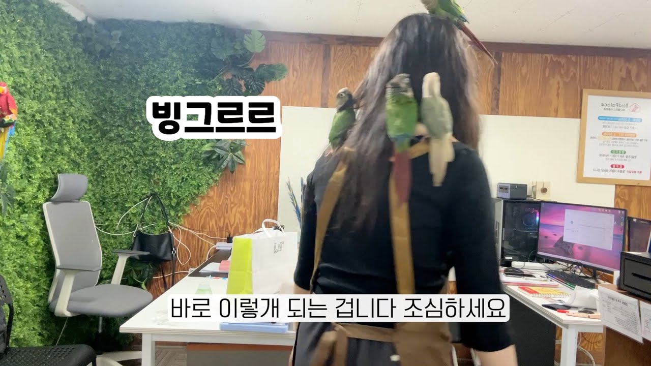 앵무새 카페 알바의 현실-인간트리