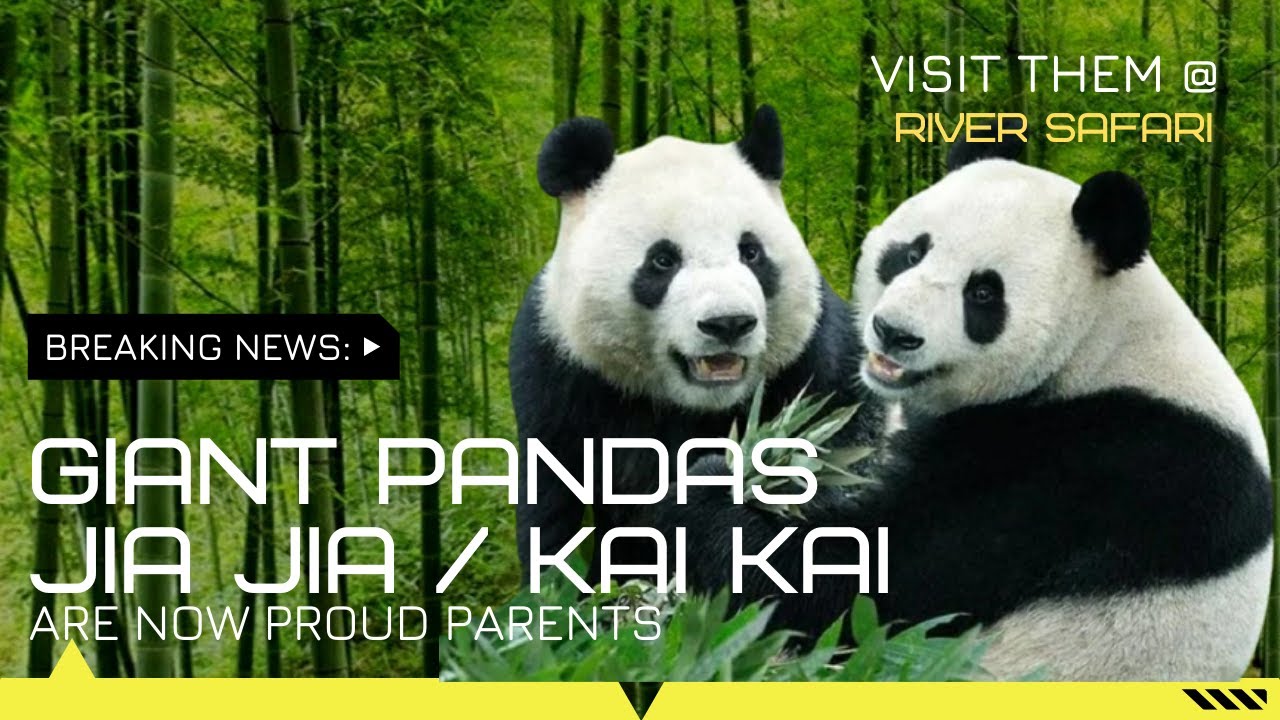 MEET SINGAPORE FIRST NEW BORN BABY PANDA #littleone #cutepanda #wrsupdate