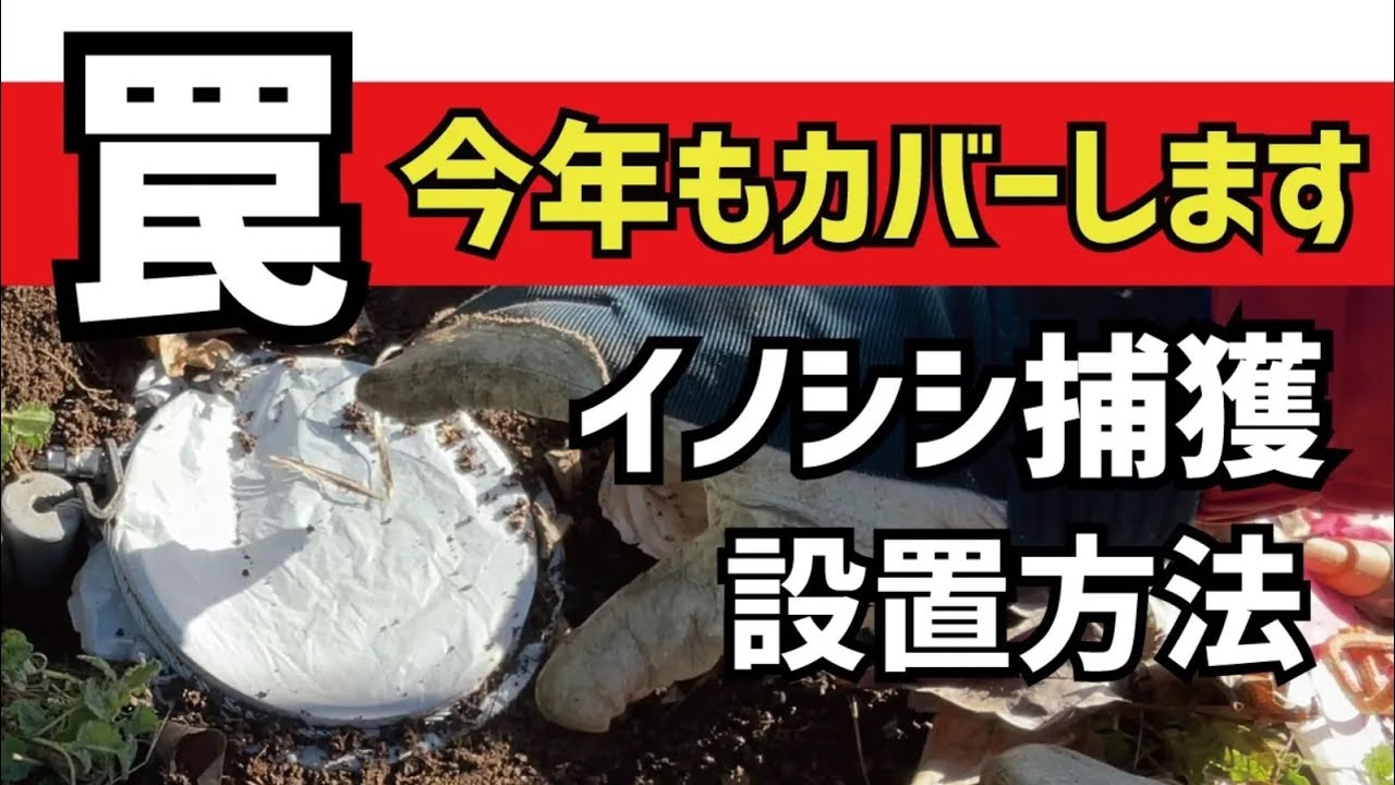狩猟　イノシシ猟　獲れる確率上がります！罠を掛ける場所　くくり罠の設置方法