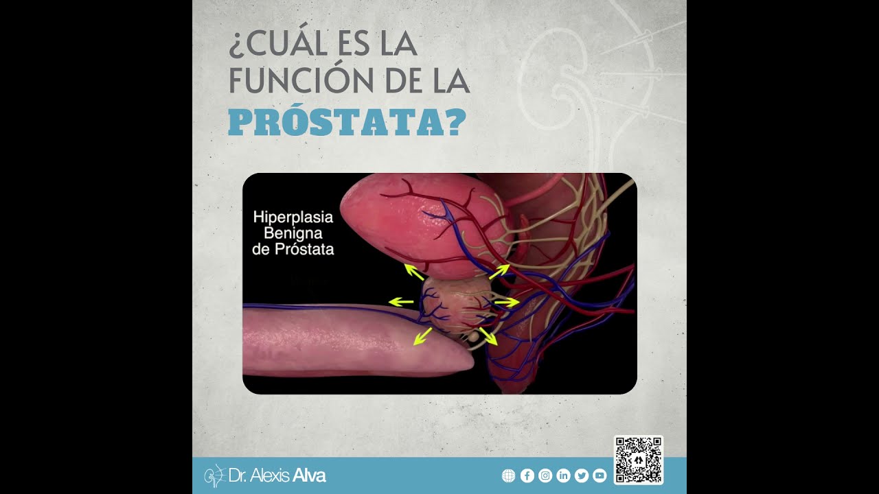 &iquest;Cu&aacute;l es la funci&oacute;n de la pr&oacute;stata?