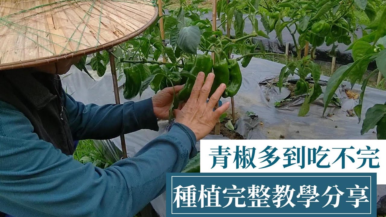 青椒(甜椒)全方位種植方法教學，從鬆土、起壟到成熟可收成滿滿 | 阿星種植