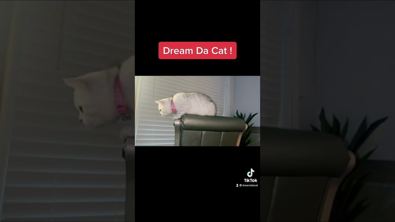 Dream the cat playing !!