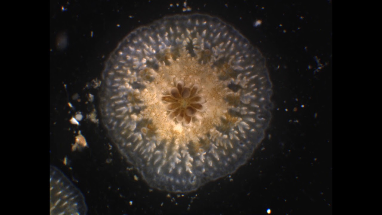 Planula 170322 01