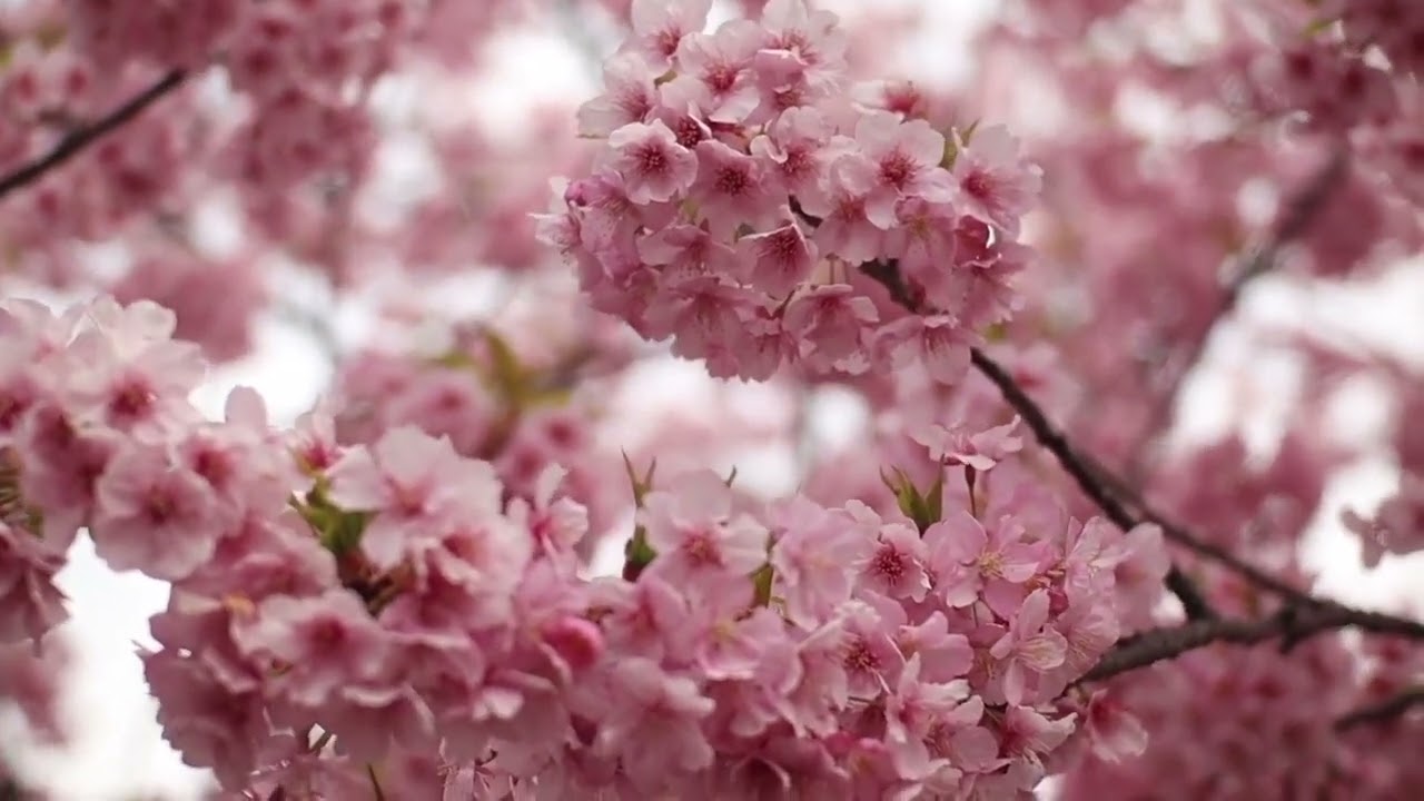 【Flute solo】さくら主題による変奏曲｜L.Moyse｜Cherry Blossoms