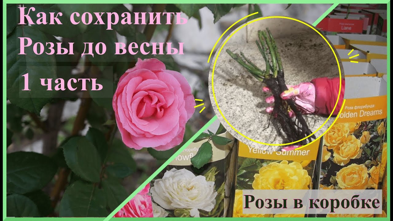 Розы в коробке. Как сохранить Розы до весны? 1часть