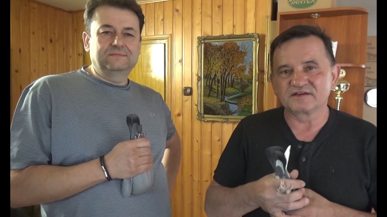 Oryginalne Gołębie - Wojciech Hańderek -Linia DAKARA-tel: 513 016 809