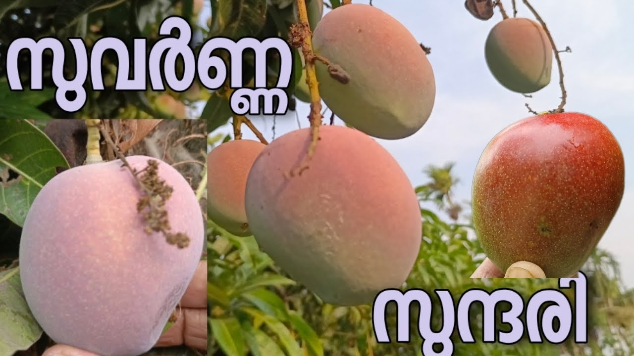 മാങ്ങ എളുപ്പത്തിൽ പഴുപ്പിക്കാം സുവർണരേഖ മാങ്ങ most beautiful tasty and creamy suvarnarekha mango 🥭🥭🥭