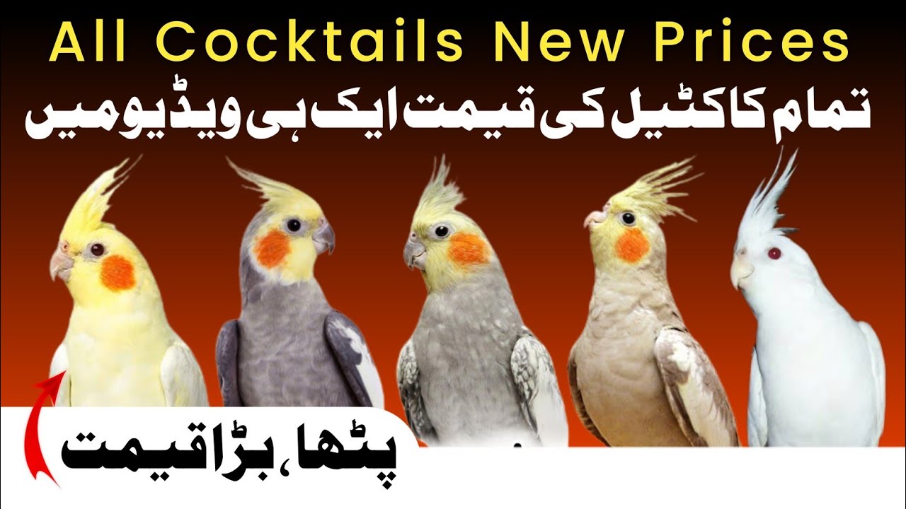 Cocktail Parrot Latest Price Update | All Cockatiel parrot new price in pakistan 2025