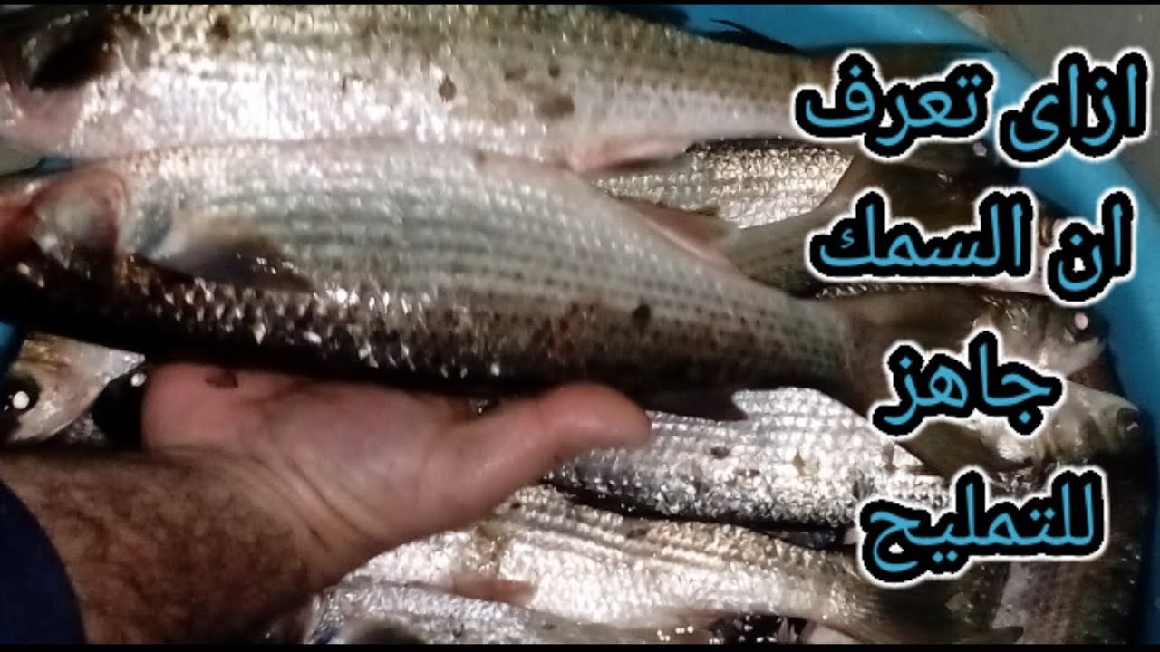 ازاى تعرف ان السمك اتفوت وبقى جاهز للتمليح