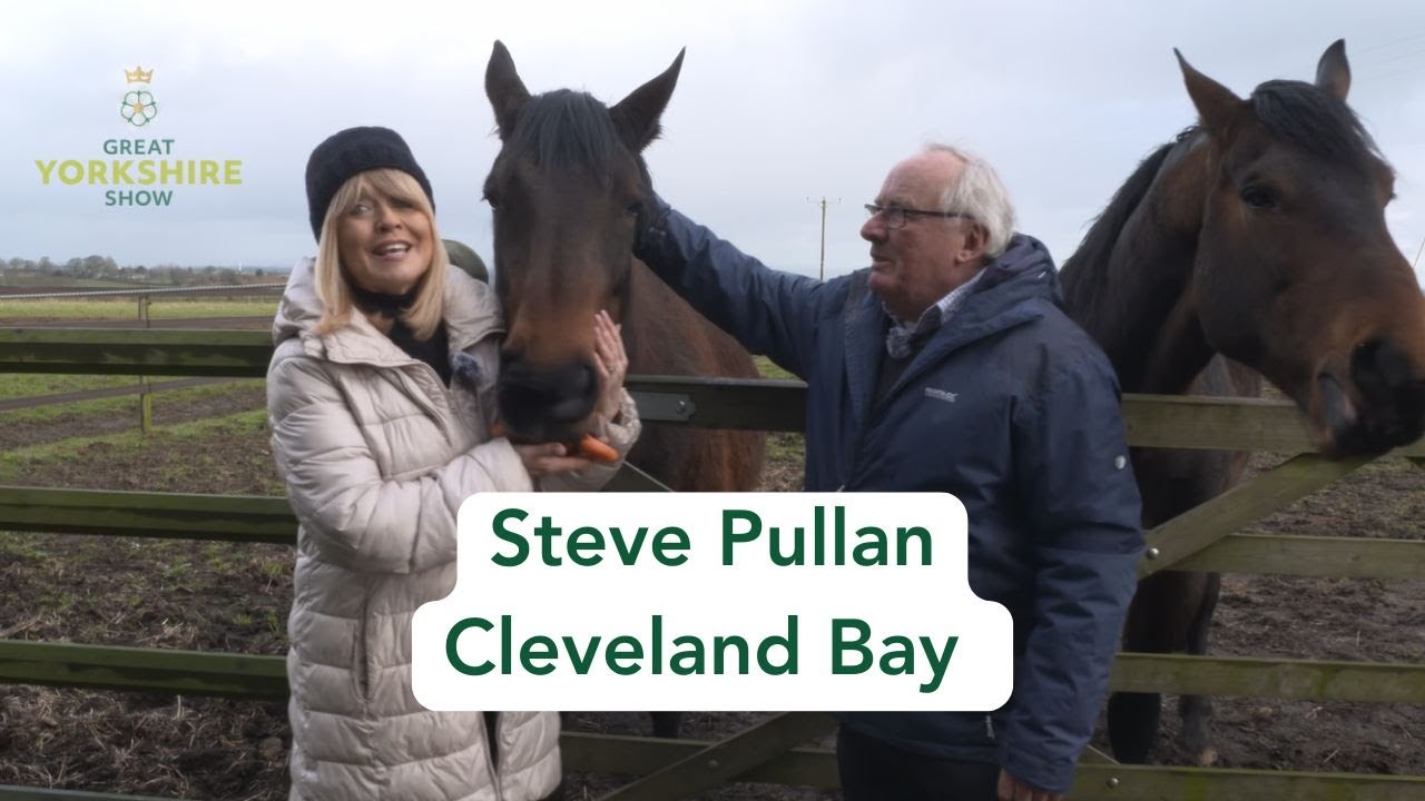 Meet Steve Pullan, an Exhibitor of Cleveland Bay Horses | Great Yorkshire Show 2025