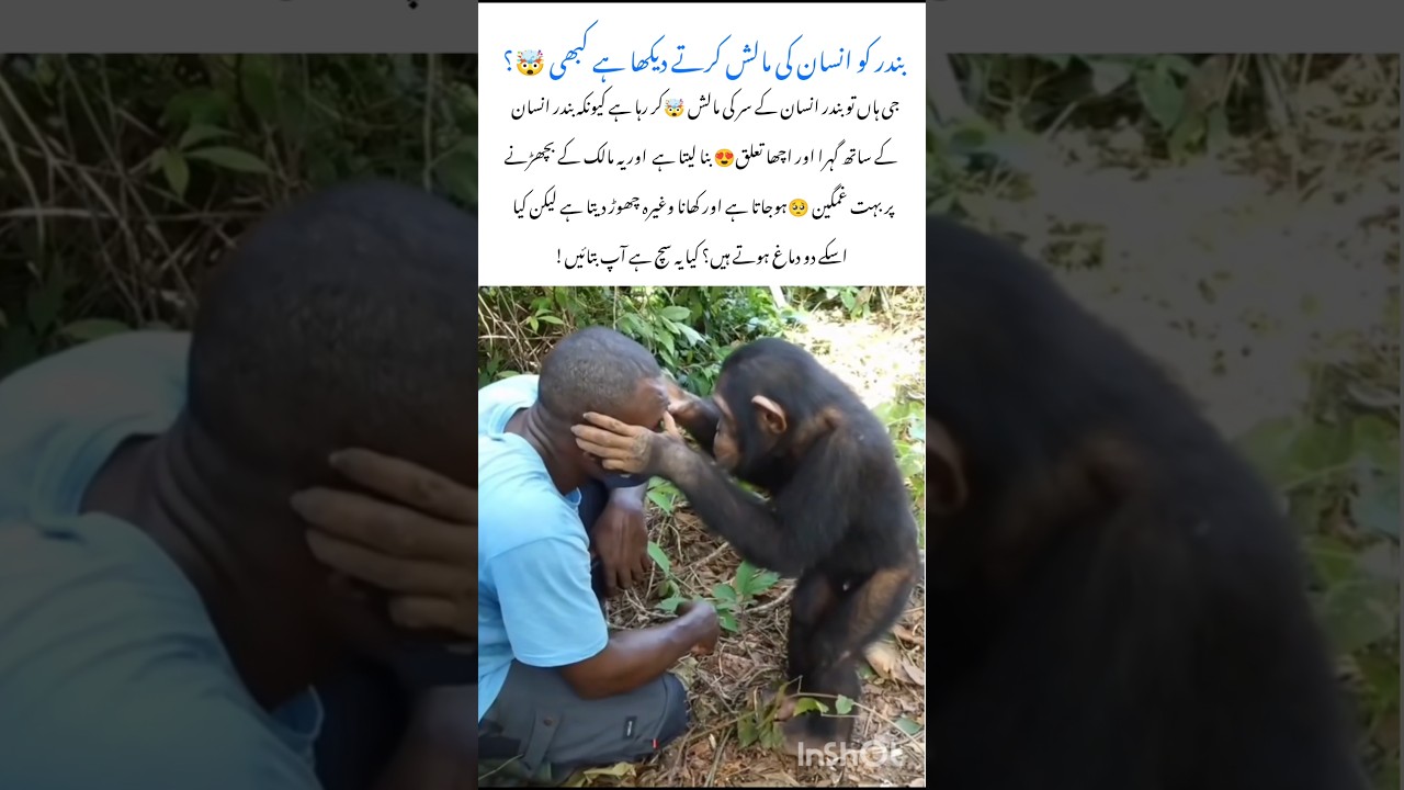 Monkey Gives Human a Head Massage 😮 #monkeyfacts #naturefacts #nature #wildlife #shorts