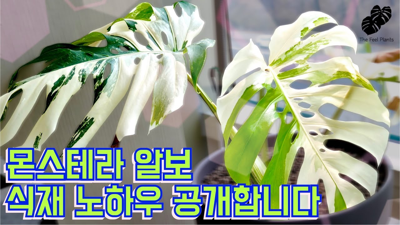 Как размножить Monstera borsigiana albo variegata черенками [4K]